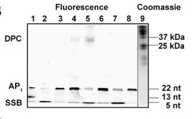TFAM induces the formation of DPCs and SSBs with AP1.jpg